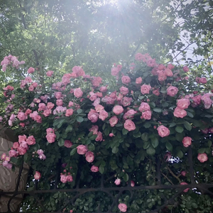 欧美大妈logo大全
